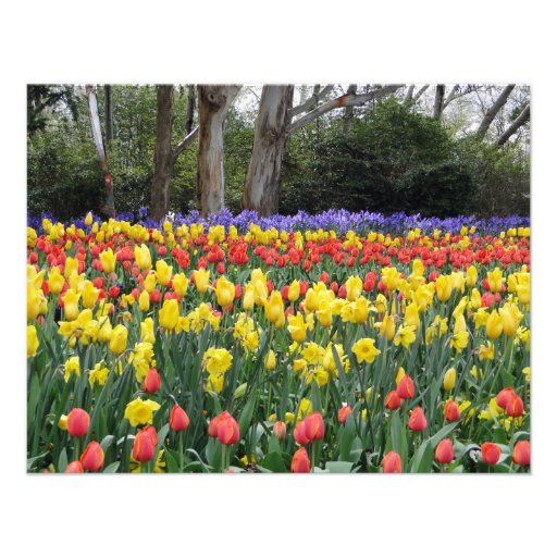 Aussie Tulip Festival Custom Announcement