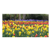 Aussie Tulip Festival Photo Cards