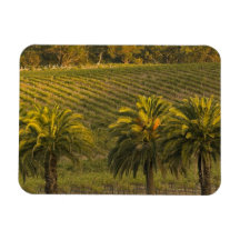 Australia, South Australia, Barossa Valley, Rectangular Magnet