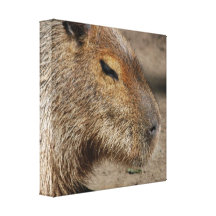 Australian Capybara Canvas Print