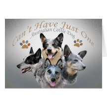 Australian Cattle Dog Can't Have Just One Cards