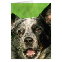 Australian Cattle Dog Greeting Card