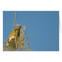 Australian Fig Bird Card - Blank for your message