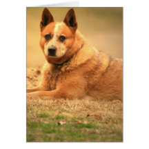 Australian Red Cattle Dog Greeting Card