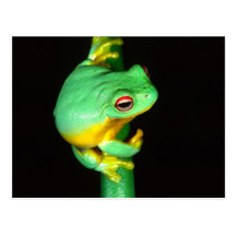 Australian Red Eye Treefrog, Litoria chloris, Post Card