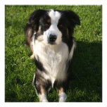 Australian Shepherd Photo Invitations