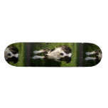 Australian Shepherd Photo  Skateboard