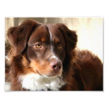 Australian Shepherd Photographic Print