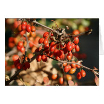 autumn berries notecard
