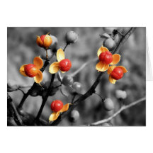 Autumn Bittersweet Greeting Card