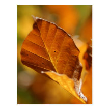 autumn blend post card