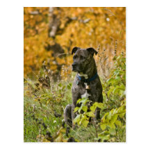 Autumn Bryn Post Card