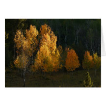 Autumn Foliage Greeting Cards