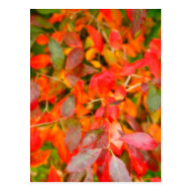 Autumn foliage postcards