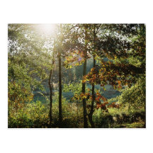 Autumn Foliage Postcards