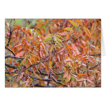 Autumn Leaves Greeting Card