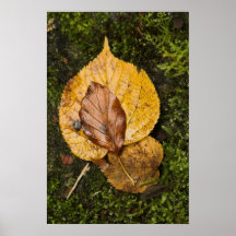 Autumn Leaves Print