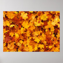 Autumn Maple Leaves Posters