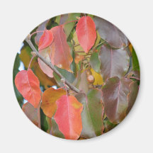 Autumn Ornamental Pear Leaves Fridge Magnets