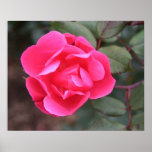 Autumn Rose Poster