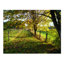 Autumn Walk Post Cards