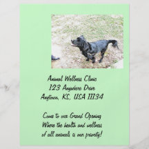 Awaiting Black Pup Flyer