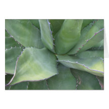 Awesome Agave (2) Greeting Cards