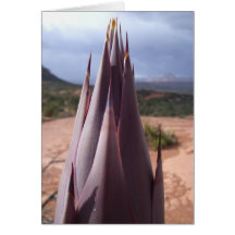 Awesome Agave (3) Greeting Cards