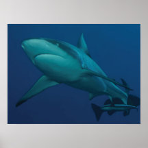 Awesome Grey Reef Shark Poster