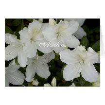 Azalea Blooms On Greeting Card