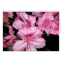 Azalea Card