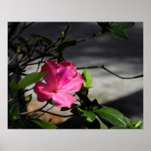 Azalea Posters