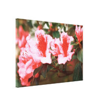 Azaleas canvas prints