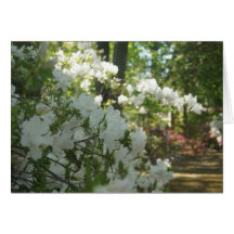 Azaleas in White Card