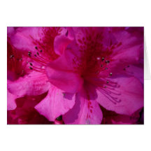 Azelea Eye, S Cyr Cards