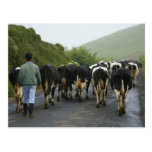 Azorean farmer post card