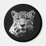 B&W Jaguar Fridge Magnet