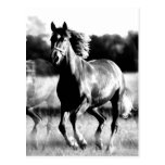B&W Running Horse Post Cards