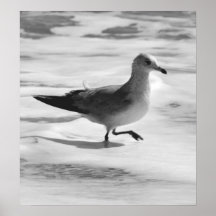 B&W Seagull in Ocean Foam Posters