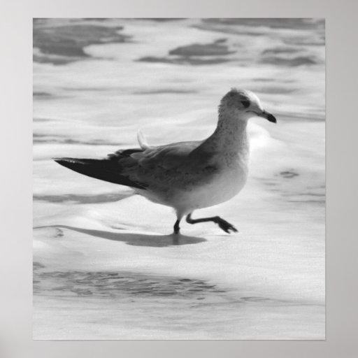 B&W Seagull in Ocean Foam Posters