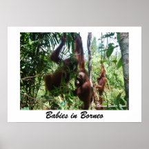 Babies in Borneo Print