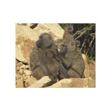 Baboon Females and Baby Canvas Print