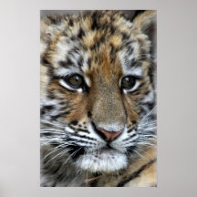 Baby Amur Tiger Cub Portrait Print