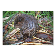 Baby Beaver Photo