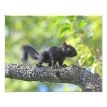 Baby Black Squirrel Photograph