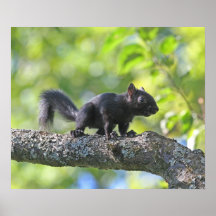 Baby Black Squirrel Print