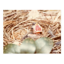 Baby Cardinal Postcard