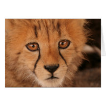 Baby Cheetah Greeting Card