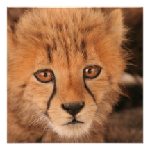 Baby Cheetah Invitation