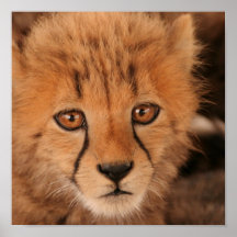 Baby Cheetah Poster